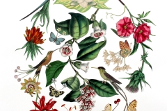 AmyRoss_AprilLovebirds2